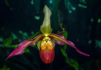 Exotic Lady's Slipper Orchid: A Mystical Jungle Bloom