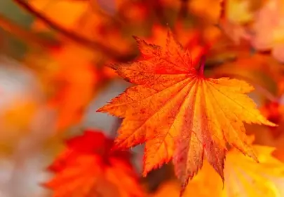 Vibrant Autumn Macro: A Symphony of Orange and Yellow Leaf Detail