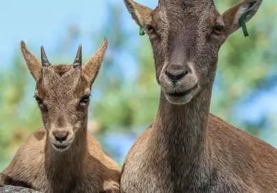 Majestic Mountain Duo: Ibex Mother and Kid in Serene Habitat