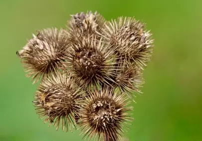 Intricate Macro of Dried Burdock Seeds on Green