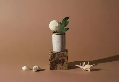 Minimalist Elegance: White Flower & Seashells Still Life