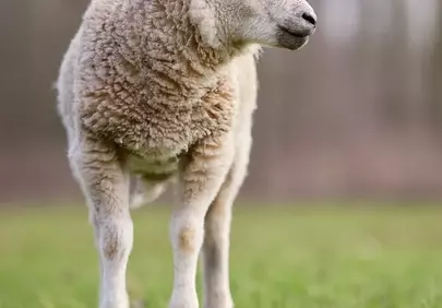 Charming Lamb: Fluffy Friend in a Spring Pasture