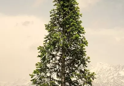 Majestic Solitude: A Lone Spruce Against Mountain Peaks