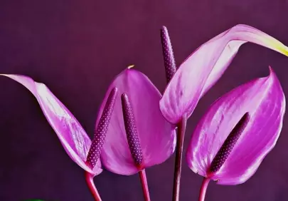 Vibrant Purple Anthurium: Exotic Bloom in Low Light