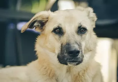 Captivating Canine Gaze: A Portrait of Loyalty and Warmth