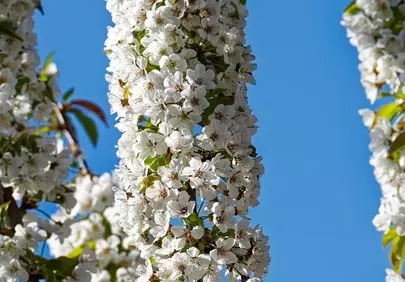 Stunning White Blossoms Against a Vivid Blue Sky
