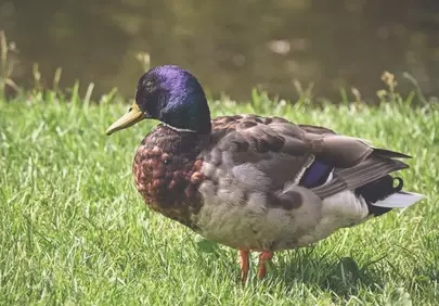 Vibrant Mallard Drake: A Jewel in Nature's Embrace