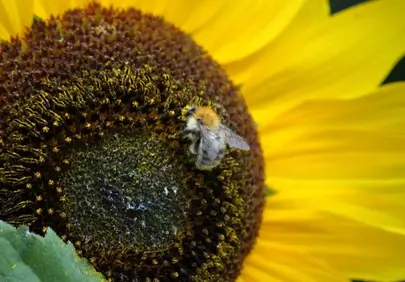 Vibrant Sunflower Buzz: A Bee's Golden Harvest