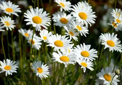 Vibrant Daisy Meadow: Summer's Quintessential Floral Beauty