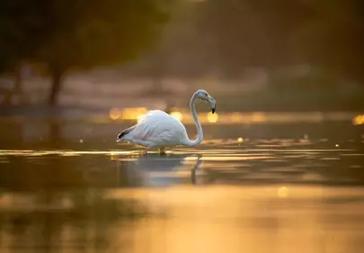 Golden Hour Flamingo: Serene Reflection on the Lake