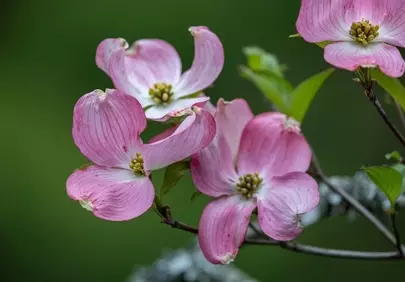 Vibrant Pink Dogwood Blossoms in Spring Macro