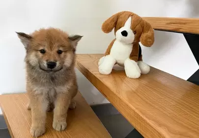 Adorable Eurasian Puppy Befriends Plush Toy on Wooden Stairs