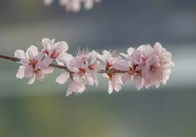 Exquisite Pink Peach Blossoms Blooming in Spring Sunlight