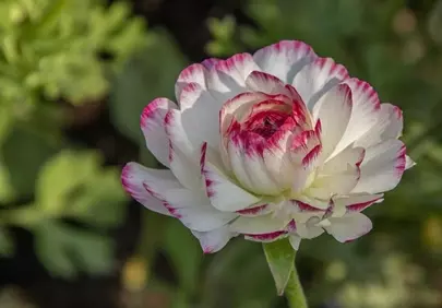 Exquisite White-Purple Ranunculus Bloom in Vibrant Spring Garden