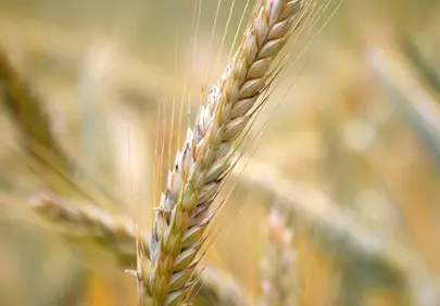 Golden Wheat: A Close-Up of Nature's Bounty