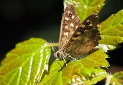 Stunning Speckled Wood Butterfly: Nature's Intricate Beauty Up Close