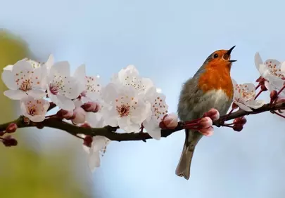 Charming Robin Serenading Amidst Delicate Cherry Blossoms