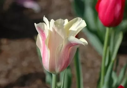 Vibrant Spring Tulip: A Close-Up of Nature's Beauty