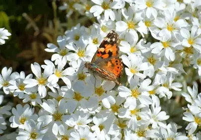 Vibrant Painted Lady Butterfly on Dazzling White Spring Blooms