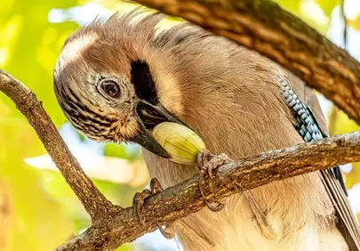 Vibrant Eurasian Jay Foraging: A Detailed Macro Shot