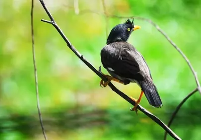 Exotic Asian Myna Perched: Vibrant Nature Closeup
