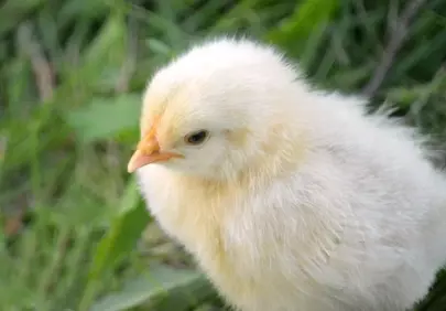 Adorable Fluffy Chick: A Symbol of Spring's Gentle Promise