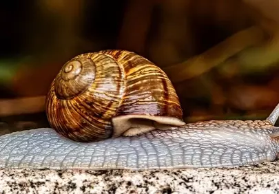 Intricate Macro: Roman Snail's Textured Journey