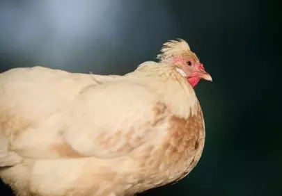 Vibrant Profile: Intimate Hen Portrait in Nature