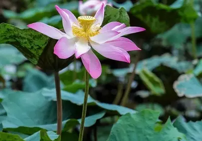 Vibrant Pink Lotus Bloom in Serene Pond