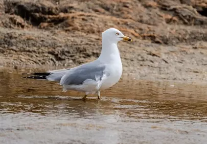 Majestic Seagull Surveys Beach in Tranquil Coastal Scene