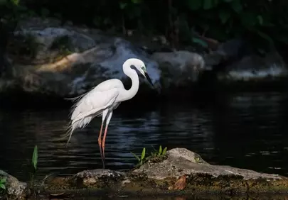 Majestic Egret: A Solitary Beauty in Tropical Nature