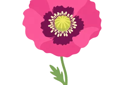 Vibrant Pink Poppy: Delicate Floral Illustration