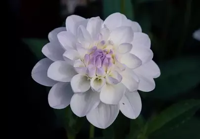 Stunning White & Violet Dahlia Bloom Close-up