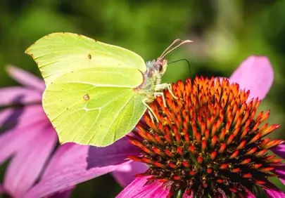 Vibrant Butterfly on Purple Coneflower: A Summer's Delight
