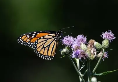 Vibrant Monarch Butterfly Pollinating Thistle Flowers