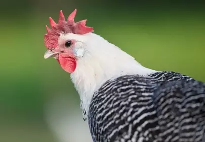 Vibrant Farm Life: Close-up of a Striped Feathered Chicken