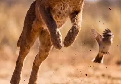 Dynamic Caracal Leap: Predator's Mid-Air Chase