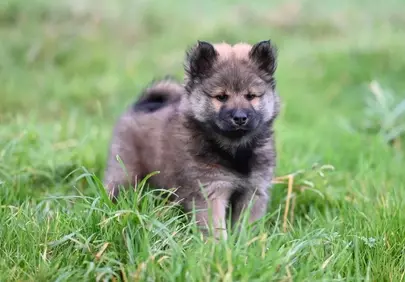 Adorable Eurasier Puppy: Fluffy Joy in Lush Greenery