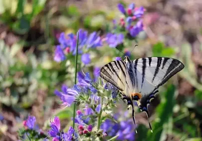 Vibrant Swallowtail Butterfly Adorns Purple Blossoms in Spring