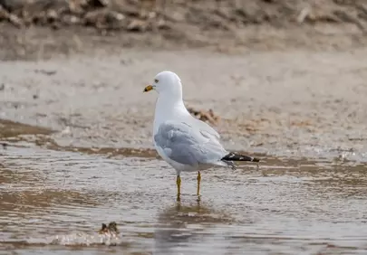 Stunning Gull in Wetland: A Portrait of Coastal Wildlife
