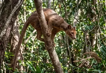Elusive Fossa: Madagascar's Apex Tree-Climbing Predator