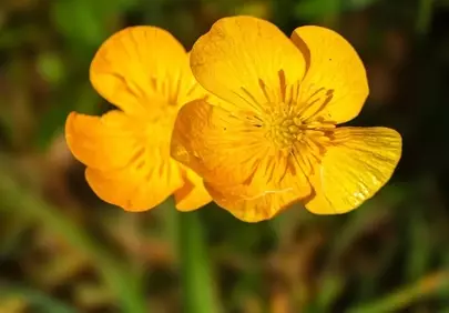 Vibrant Golden Buttercup: Macro Spring Beauty