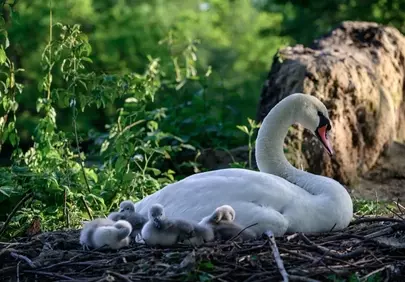 Tender Swan Family: Parental Love in Nature's Embrace