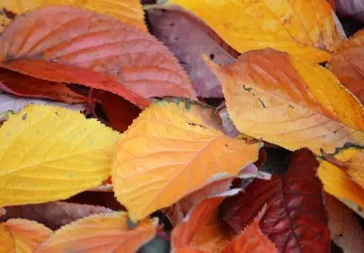 Vibrant Autumn Cascade: A Close-Up of Colorful Fallen Leaves