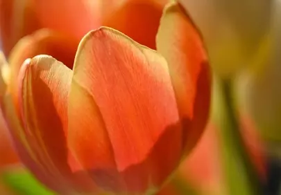 Vibrant Orange Tulip: A Macro Blossom of Spring Beauty