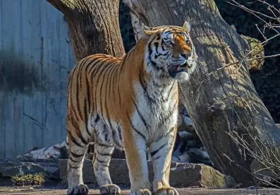 Majestic Amur Tiger: A Glimpse into Wild Feline Grace