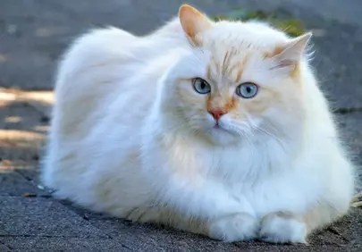 Enchanting Blue-Eyed Feline: A Dreamy Cream Tabby Cat