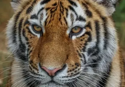 Majestic Tiger Portrait: Gaze of the Wild Predator