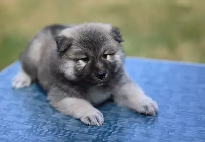 Adorable Eurasier Puppy: Fluffy, Young, and Utterly Charming