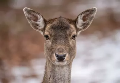 Enchanting Deer Close-up: Winter Wilderness Portrait